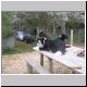 Beach House Oct 08 - Dogs.jpg